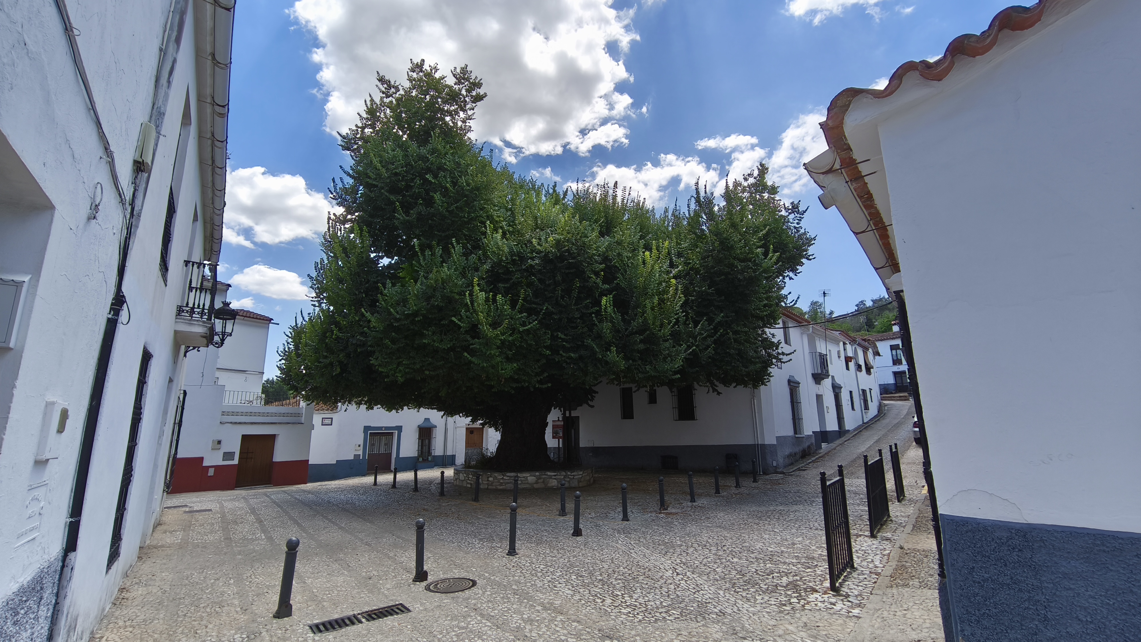 Century-old elm of Cortelazor