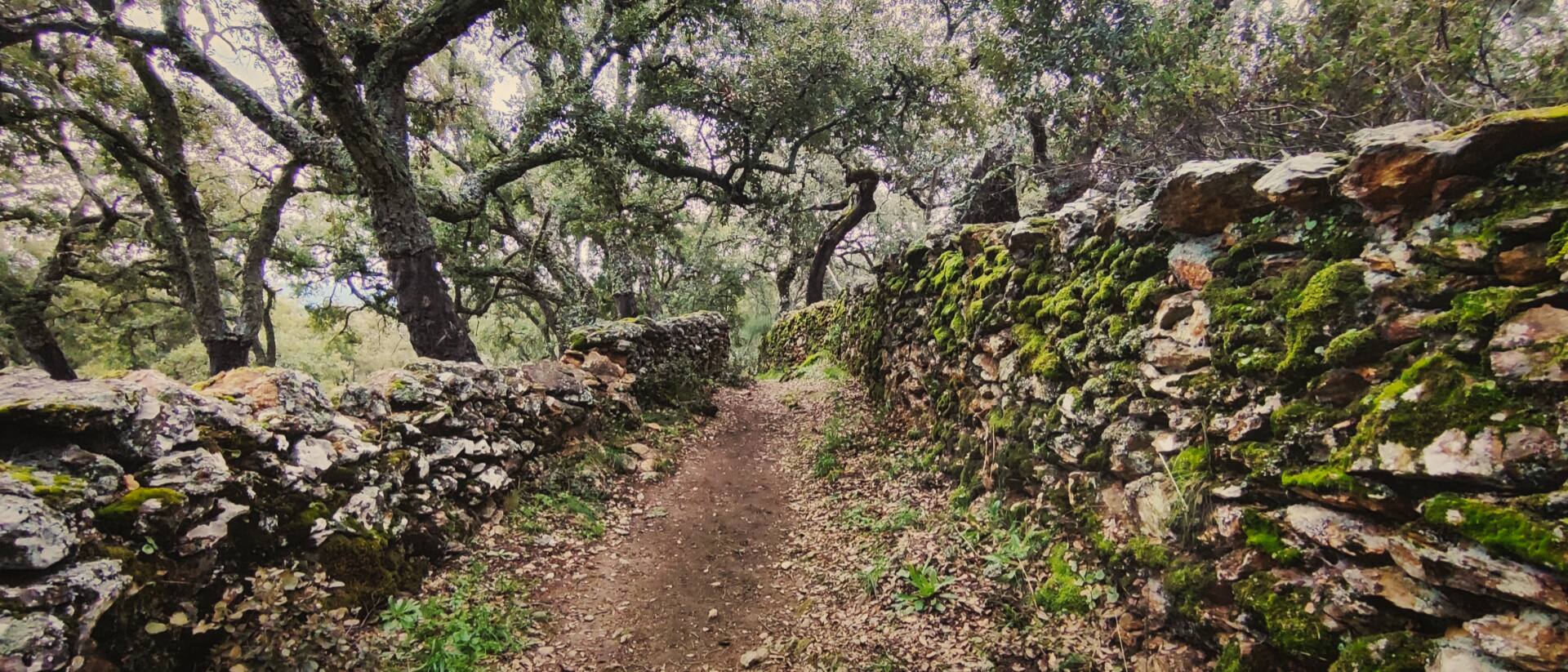 Cortelazor la Real
